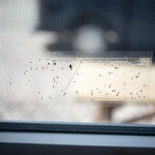 Laden Sie das Bild in den Galerie-Viewer, Fliegenfalle Fenster Leimfalle Fensterfalle Insektenschutz Insektenfalle Set